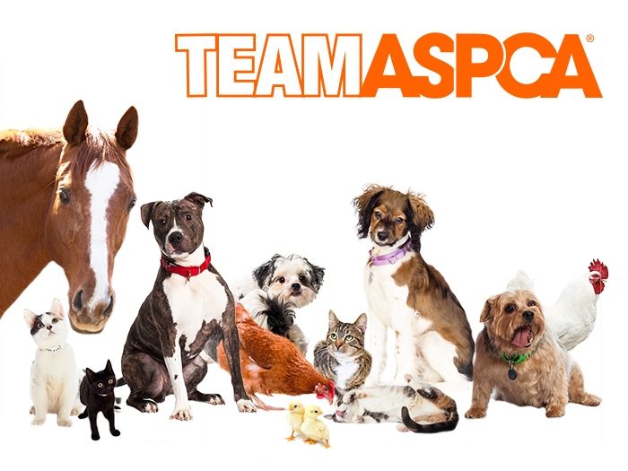 Charity Spotlight ASPCA Variant Ventures