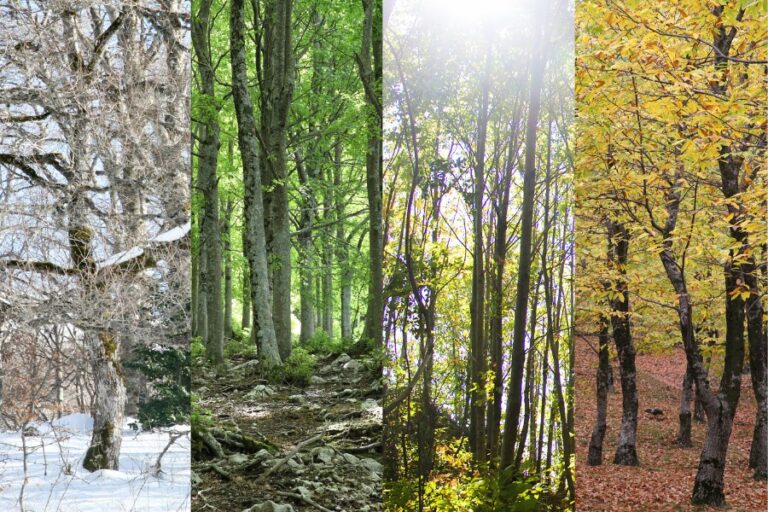 Collage of Season Changes in a Forest